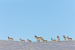 prairie pronhorn antilop i vinter saskatchewan foto
