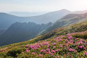 Rhododendron blommar på en vacker plats i bergen. blommor i bergen. blommande rhododendron i bergen en solig sommardag. dramatiskt ovanlig scen. karpaterna, ukraina foto