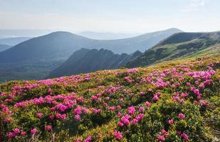 Rhododendron blommar på en vacker plats i bergen. blommor i bergen. blommande rhododendron i bergen en solig sommardag. dramatiskt ovanlig scen. karpaterna, ukraina foto