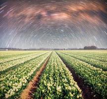 natt över fält av påskliljor. fantastisk stjärnhimmel och Vintergatan foto
