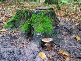 fotografi till tema stor vacker giftig svamp foto