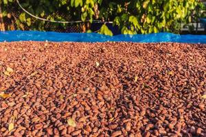ekologiska kakaobönor soltorkning på gården foto
