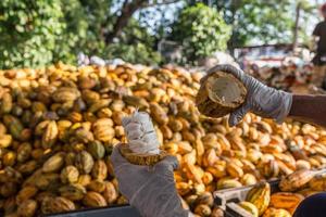 arbetare som förbereder färsk kakaofrukt före jäsning foto