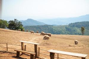 fårfarm på doi chang, chiang rai, thailand foto