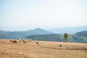 fårfarm på doi chang, chiang rai, thailand foto