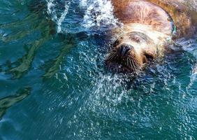 steller sjölejon i vattnet i avacha bay i kamchatka. foto