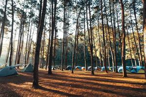 tallskog och campingområde på morgonen foto