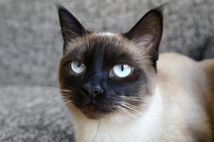 siamesisk kattporträtt foto