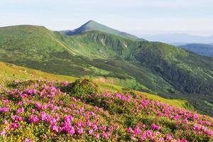 Rhododendron blommar på en vacker plats i bergen. blommor i bergen. blommande rhododendron i bergen en solig sommardag. dramatiskt ovanlig scen. karpaterna, ukraina foto