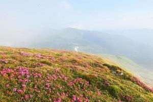 Rhododendron blommar på en vacker plats i bergen. blommor i bergen. blommande rhododendron i bergen en solig sommardag. dramatiskt ovanlig scen. karpaterna, ukraina foto