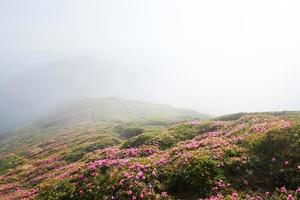 Rhododendron blommar på en vacker plats i bergen. blommor i bergen. blommande rhododendron i bergen en solig sommardag. dramatiskt ovanlig scen. karpaterna, ukraina foto