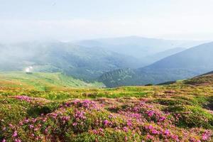 Rhododendron blommar på en vacker plats i bergen. blommor i bergen. blommande rhododendron i bergen en solig sommardag. dramatiskt ovanlig scen. karpaterna, ukraina foto