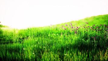 vackert ängsfält med färskt gräs foto
