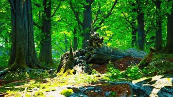 skogslandskap med gamla massiva träd och mossiga stenar foto