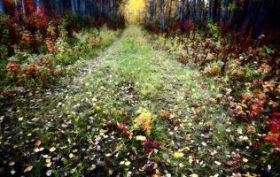 höstfärger längs skogsstigen i norra brittisk columbia foto