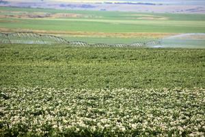 potatisgröda som bevattnas i natursköna saskatchewan foto