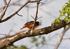 baltimore oriole uppflugen på gren foto