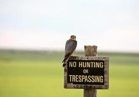 tornfalk på ingen jakt-skylt i natursköna saskatchewan foto