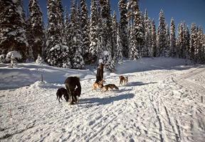 hundspann i alberta foto