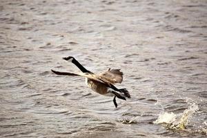 canada goose tar flykt från slough foto