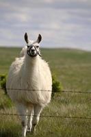 lama nära taggtrådsstaket i natursköna saskatchewan foto