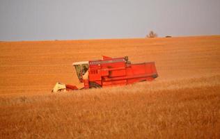 bonde som skördar sin skörd i natursköna saskatchewan foto