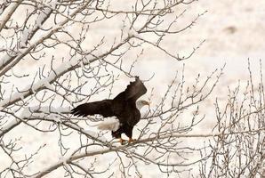 Bald Eagle stiger av i trädet foto