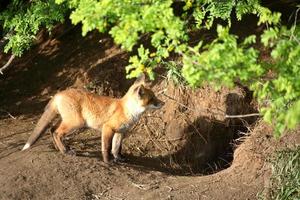 fox kit vid dess hola i saskatchewan foto