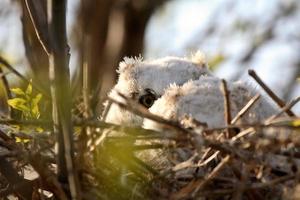 ugglor i boet i saskatchewan foto