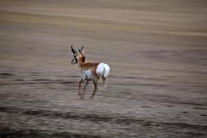 manlig pronghorn antilop springer i fältet i saskatchewan foto