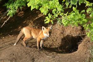 fox kit vid dess hola i saskatchewan foto