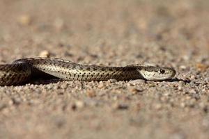 gopher orm som korsar alberta road foto