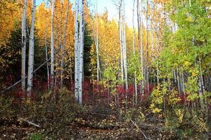 höstfärger längs Northern British Columbia Road foto