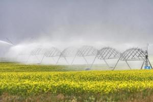 vatten sprinkler bevattning raps gröda foto