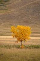 färgskiftande löv på sensommaren i natursköna Saskatchewan foto