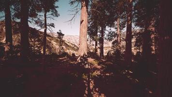 skalan av de gigantiska sequoiaerna i nationalparken Sequoia foto