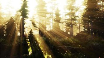 skog av bokträd upplyst av solstrålar genom dimma foto