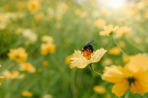 kosmos blommor blommar med honungsbi, närbild av kosmos blomma blommar och ett bi pollinerar blommor på morgonen. selektiv inriktning av naturlig kosmos blomma växt som blommar på utomhus trädgård. foto