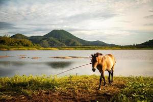 morgonljus med hästen vid sjön foto