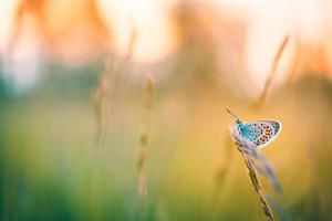 fantastisk naturnärbild, sommarblommor och fjäril under solljus. ljus oskärpa natur solnedgång natur äng fält med fjäril som våren sommar koncept. underbar sommaräng inspirerar naturen foto