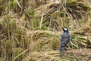 asian pied stare.the indian pied myna är en art av stare som finns på den indiska subkontinenten. foto