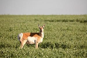 kvinnlig antilop i ett saskatchewan fält av ärter foto