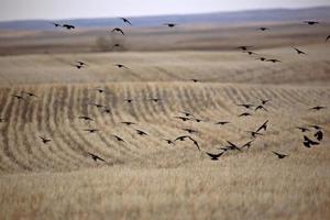 flock koltrastar i flykt foto