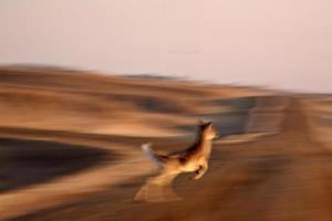 suddig bild av vitsvanshjortar som hoppar över landsvägen foto