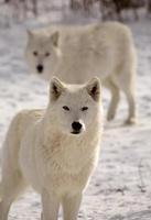 arktiska vargar på vintern foto