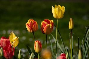 gäng tulpaner i parken foto