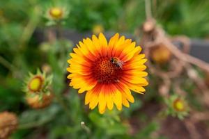 biet sitter på en vanlig filtblomma foto