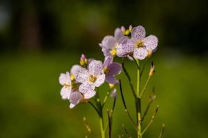 närbild gökblommor med vattendroppar foto