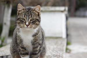 porträtt av den vilda katten i, katten bor på gatan. porträtt av en fluffig randig katt. randig, inte en renrasig kattunge. foto