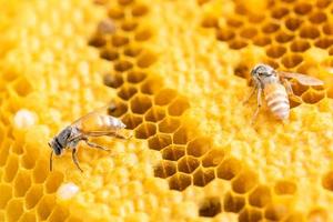 grupp av bin på honeycomb studio skjuta. mat eller natur koncept foto